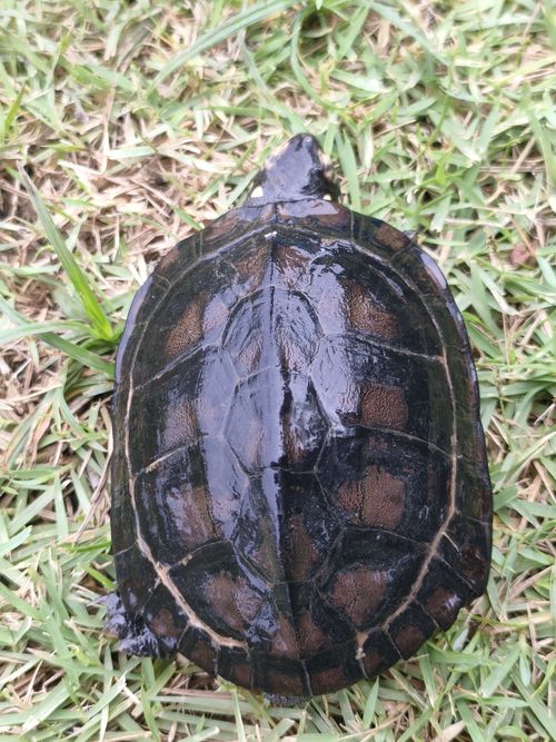 Dossière Siebenrockiella crassicollis