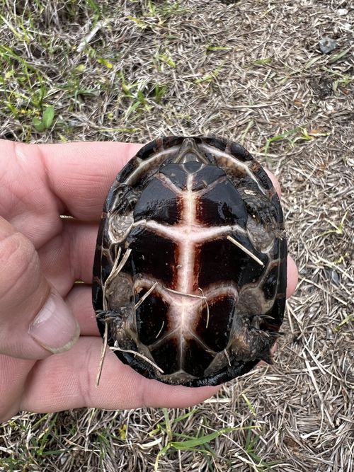 Plastron Sternotherus odoratus