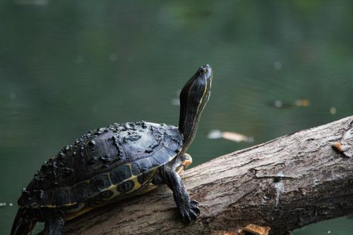 Trachemys venusta iversoni