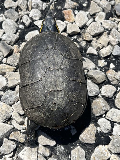 Dossière Kinosternon subrubrum hippocrepis