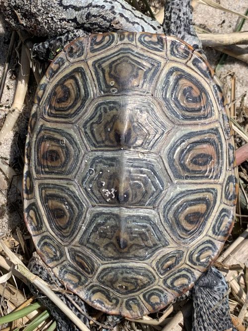 Dossière Malaclemys terrapin