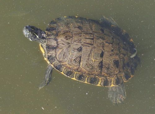 Dossière Pseudemys texana