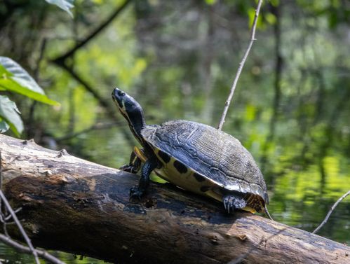 Trachemys scripta scripta