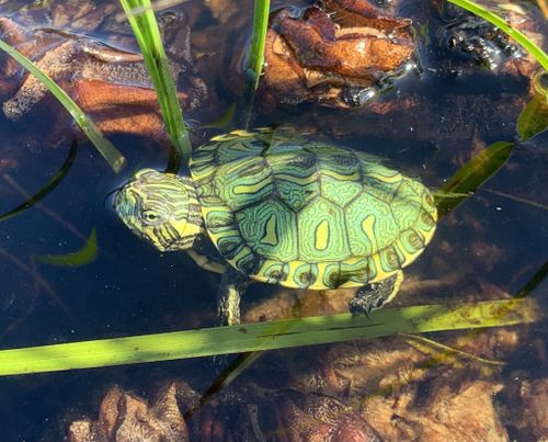 Juvénile Trachemys dorbigni