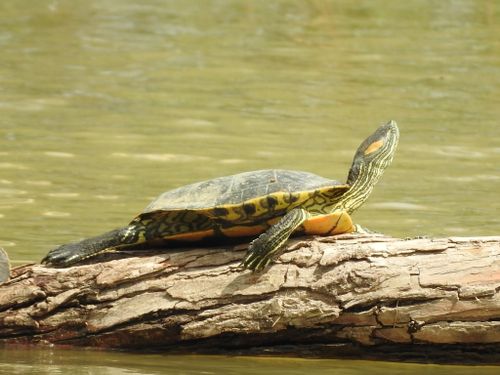 Trachemys hartwegi