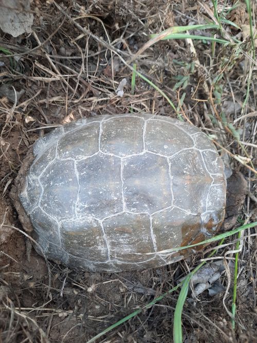 Dossière Mauremys leprosa