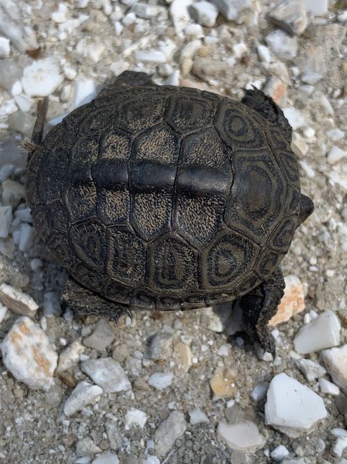 Juvénile Malaclemys terrapin terrapin