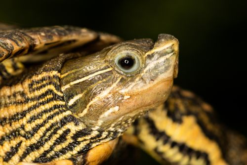 Tête Mauremys caspica