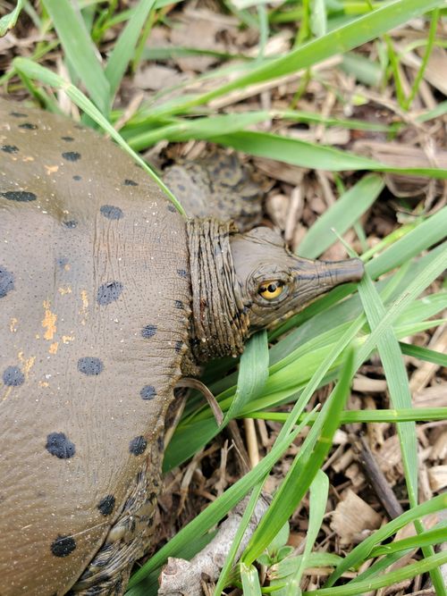 Tête Apalone spinifera