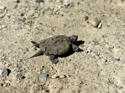 Juvénile Graptemys pseudogeographica