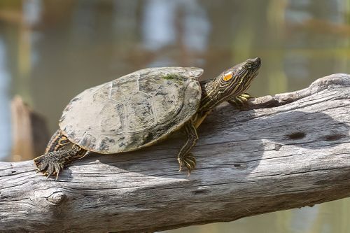 Trachemys gaigeae