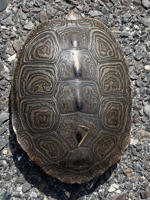 Dossière Malaclemys terrapin terrapin