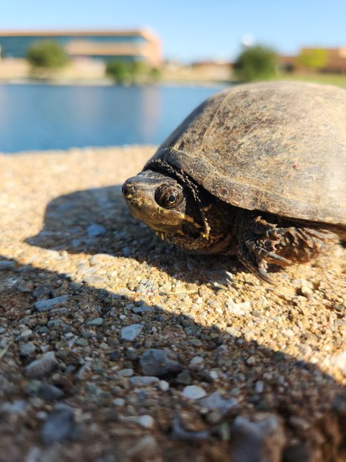 Tête Sternotherus odoratus