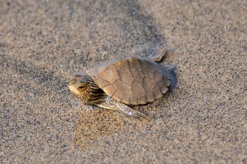 Juvénile Graptemys geographica