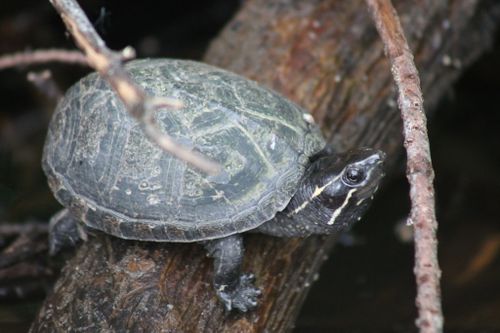 Sternotherus odoratus