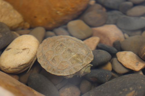 Juvénile Mauremys leprosa saharica