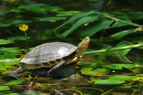 Mauremys sinensis