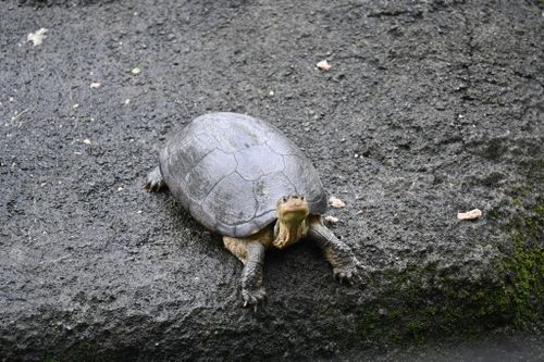 Mauremys mutica mutica