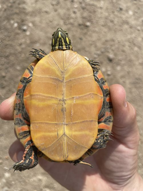 Plastron Chrysemys dorsalis