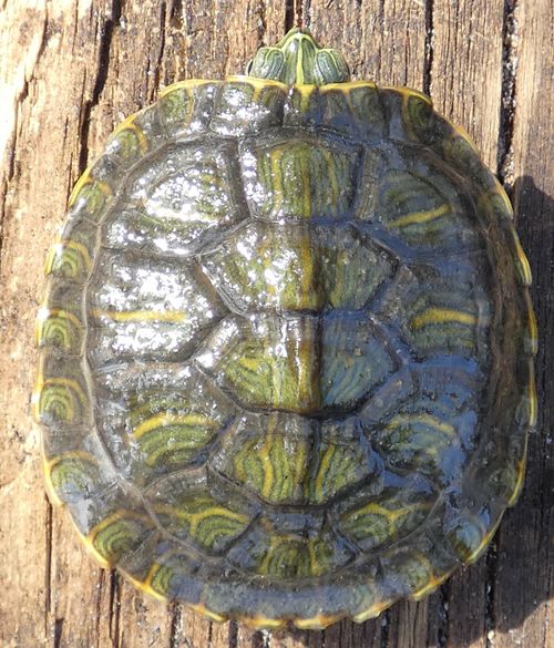 Juvénile Trachemys scripta elegans