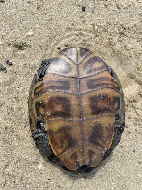 Plastron Malaclemys terrapin