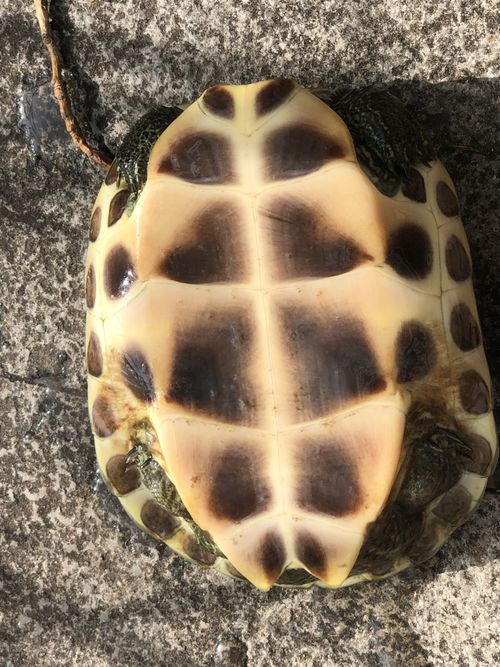 Plastron Mauremys sinensis