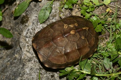 Dossière Mauremys reevesii