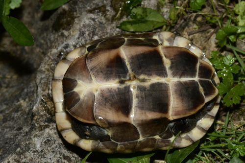 Plastron Mauremys reevesii