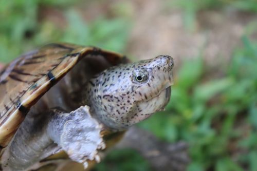 Tête Sternotherus carinatus