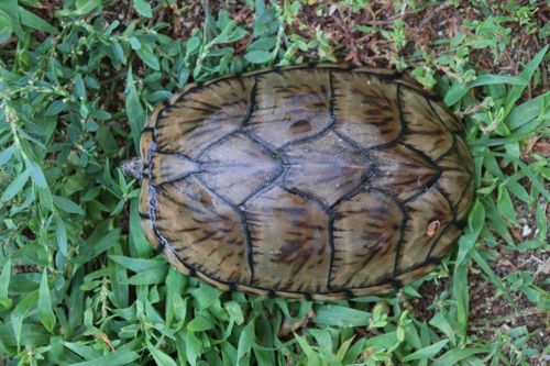 Dossière Sternotherus carinatus