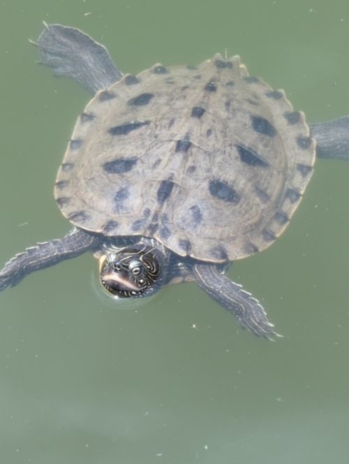 Dossière Graptemys pseudogeographica pseudogeographica