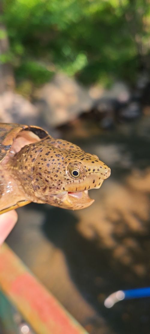 Tête Sternotherus minor