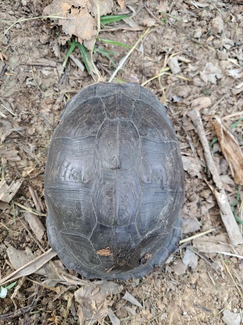 Dossière Cuora amboinensis