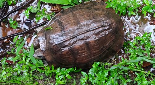 Dossière Melanochelys trijuga trijuga