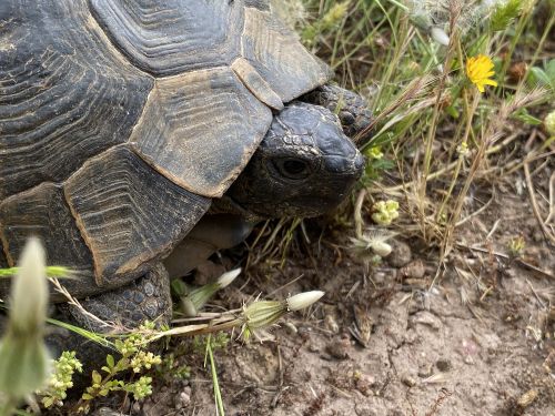 Tête Testudo graeca