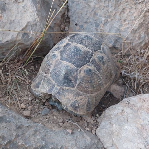 Dossière Testudo graeca buxtoni