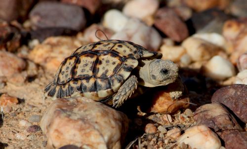 Juvénile Chersobius signatus