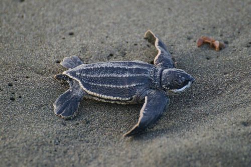 Juvénile Dermochelys coriacea