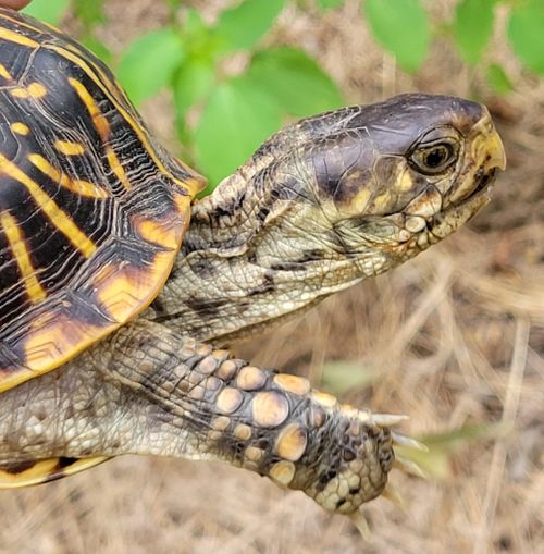 Femelle Terrapene ornata