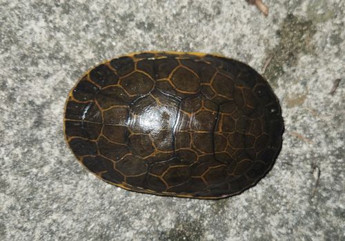 Dossière Deirochelys reticularia