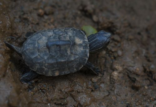 Juvénile Mauremys rivulata