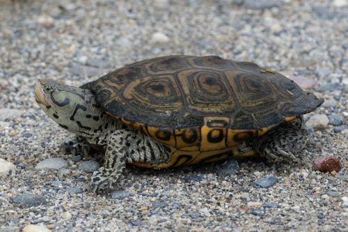 Malaclemys terrapin