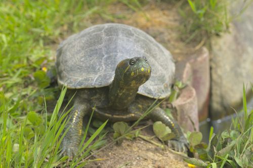 Trachemys callirostris