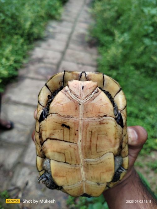 Plastron Melanochelys tricarinata