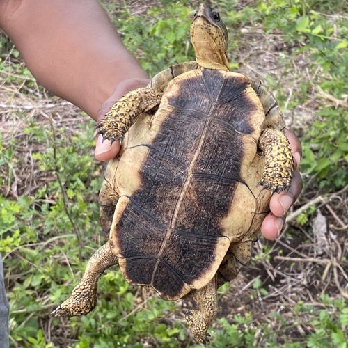 Plastron Rhinoclemmys areolata