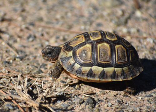 Juvénile Chersina angulata