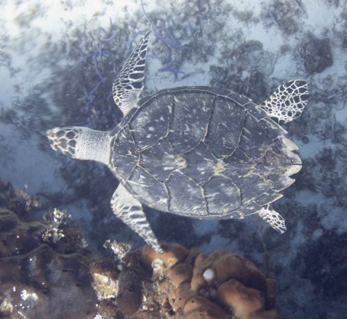 Dossière Eretmochelys imbricata