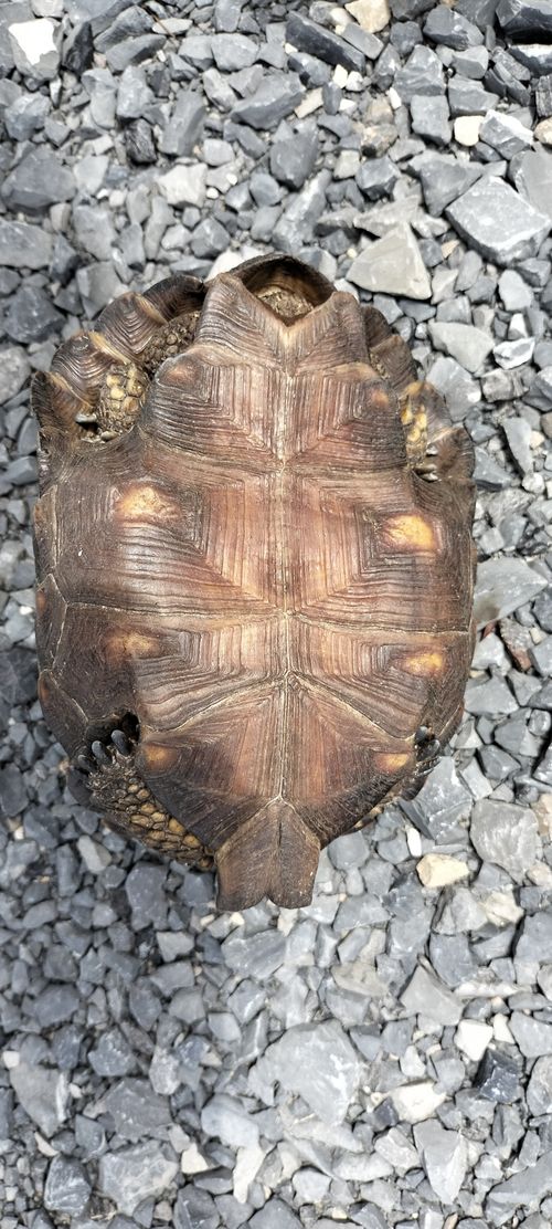 Plastron Gopherus berlandieri