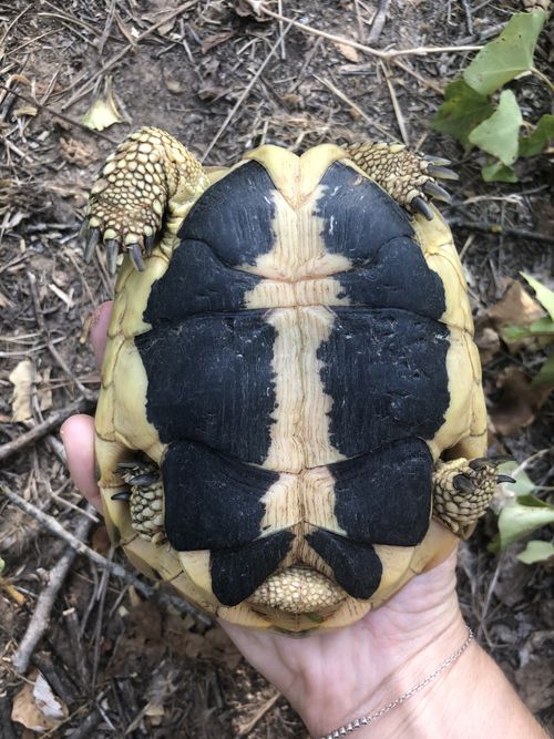 Plastron Testudo hermanni hermanni