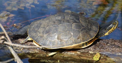 Deirochelys reticularia